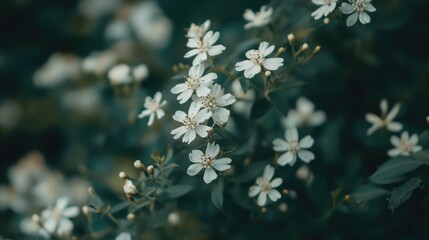 Poster - Delicate close up of blurred white aster flowers with soft green background creating an ethereal and dreamy floral composition
