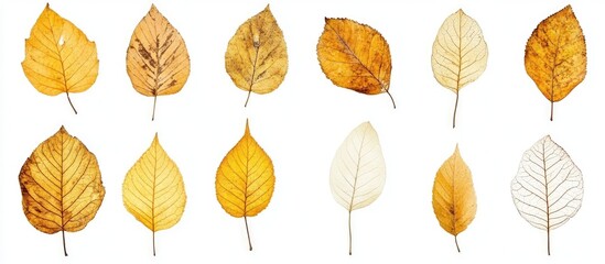 Aufkleber - Collection of assorted dried yellow autumn leaves on a white background for design and creative projects in various shapes and sizes