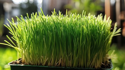 Aufkleber - Lush green grass close up in a garden setting showcasing vibrant growth and healthy foliage under natural sunlight.
