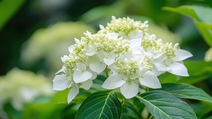 Poster - White flowering plant with dark green leaves against a blurred natural background showcasing vibrant floral beauty and tranquility.
