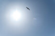 © Rendara Studio - Single seagull flying under bright sun in clear blue sky