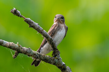 Wall Mural - northern rough-winged swallow