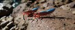 © Andaman - Blue and red striped shrimp on a brown rocky shore, rock, shrimp