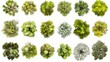 © Nobleart - Aerial Watercolor Treetop Collection 18 Diverse Species, Overhead View