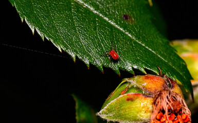 Wall Mural - small spider stalking its prey