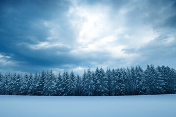 Wall Mural - Winter background with snowy forest and clouds sky .