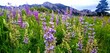 © Jessica - wild purple lupines flatirons boulder colorado spring wildflower meadow