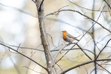 Wall Mural - Colorful European robin perched on a sunny spring day in an Estonian woodland, Northern Europe	