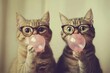© Halina Berah - Cute illustration showing two cats blowing bubble gum and wearing sunglasses