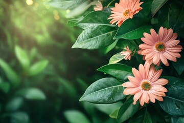 Wall Mural - Beautiful flower and green leaf background in garden