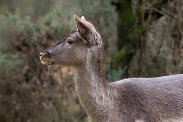 Poster - A close up profile portrait of a fallow deer in her winter coat. The portrait shows just her head and shoulders against a natural background