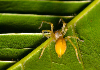 Wall Mural - small spider stalking a prey