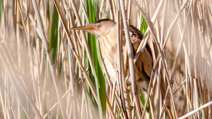 Poster - duck in the grass