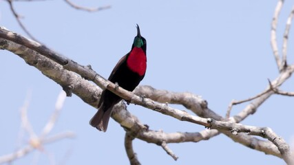 Wall Mural - a slow motion shot of a scarlet-chested sunbird perching in a tree and calling at balule nature reserve of kruger national park in south africa