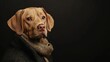 © 4​Creations Photo  - Studio shot of a dog wearing a stylish outfit, posed for a fashion pet photoshoot