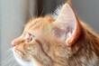 © app - Infected Ear Wound on Orange Cat Fungal Lesions and Health Concerns in Domestic Cats