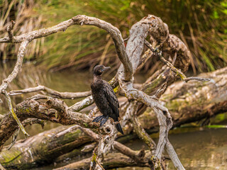 Wall Mural - Sooty Cormorant Surrounded By Logs