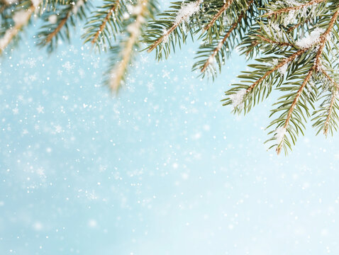 Winter background with fir branches and snowflakes.