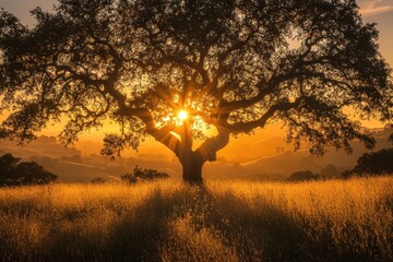 Wall Mural - silhouette of large oak tree at sunset, golden light rays through branches, tall grass field. perfec