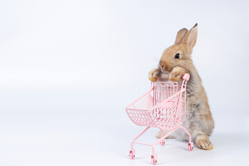 Wall Mural - Healthy rabbit brown bunny standing on leg pushing empty shopping cart walking over isolated white background. Cuddly customer baby rabbit curiosity mammal bunny use shopping cart buyer supermarket.