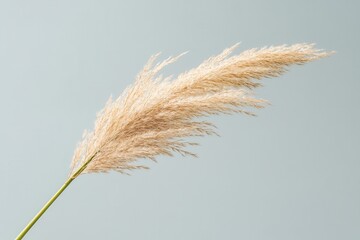 Poster - A soft pampas grass plume against a neutral background.