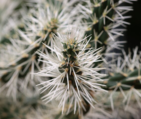 Mantel-Cholla - Sheathed cholla