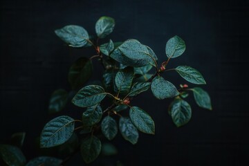 Poster - Dark leaves with a glossy finish against a black background.