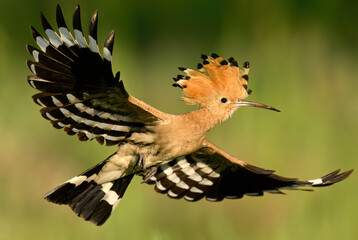 Wall Mural - eurasian hoopoe bird in early morning light ( upupa epops )