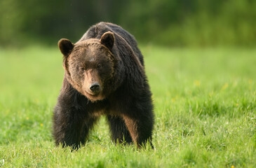 Wall Mural - Wild brown bear ( Ursus arctos )
