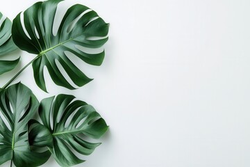 Wall Mural - Green monstera leaves on a white background.