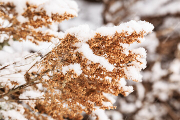 Wall Mural - A branch covered in snow and leaves