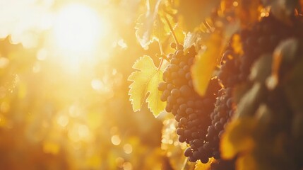 Poster - Sunlit Autumn Grapes Hanging On The Vine