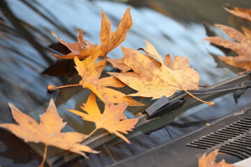 Wall Mural - autumn leaves on car windscreen