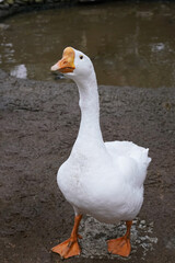 Wall Mural - a white goose poses elegantly with its neck extended by a tranquil pond.