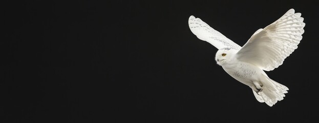 Poster - Snowy owl in flight against a black background.