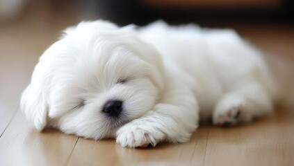 Wall Mural - Adorable white puppy sleeping peacefully on a wooden floor.