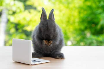 Wall Mural - Tiny rabbit furry bunny small laptop online standing on paw bokeh spring green background. Lovely baby rabbit with notebook standing on wooden natural background. Easter furry lean technology concept.