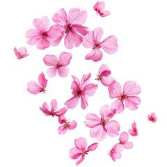 Poster - Floating Pink Flowers on transparent Background