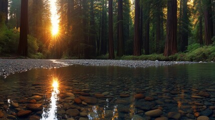 Poster - Sunlight filters through towering trees illuminating a clear stream, showcasing serene biodiversity and the importance of environmental harmony