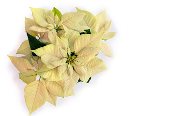Wall Mural - christmas decoration. flowers of white yellow poinsettia on a white background with space for text. 