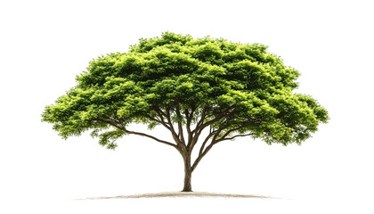 Wall Mural - beautiful tree isolated on white