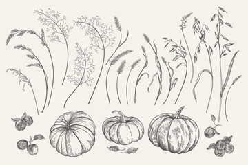 Set with pumpkins, spikelets, and apples. Vector botanical elements. Vintage. Engraving style. Black and white