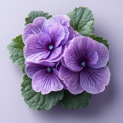 Wall Mural - African Violet isolated on white background