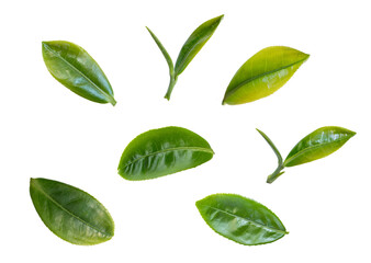 Wall Mural - green tea leaves flying in the air isolated on background.