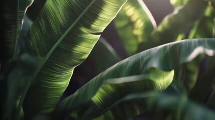 Poster - Vibrant growth of banana leaves in tropical landscape nature photography detailed close-up lush environment organic concept