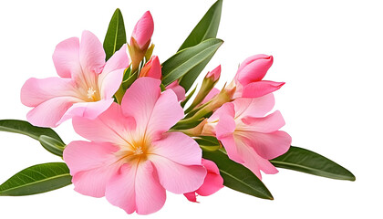 Wall Mural - nerium oleander or rosebay with pink bud flowers isolated on white background