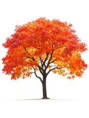 Wall Mural - A single tree with vibrant autumn foliage