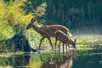 Wall Mural - the white-tailed deer (odocoileus virginianus), also known as the whitetail or virginia deer