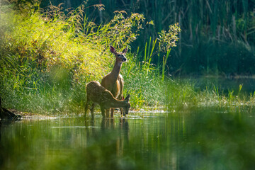 Wall Mural - the white-tailed deer (odocoileus virginianus), also known as the whitetail or virginia deer
