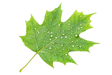 Wall Mural - A vibrant green maple leaf stands out against a pristine white background, showcasing glistening droplets of water on its surface. The leaf is freshly picked, emphasizing its natural beauty and detail